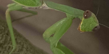 Çiftçi dostu: Peygamberdevesi