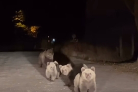 Bursa Uludağ Milli Parkı’nda ilginç karşılaşma