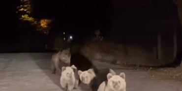 Bursa Uludağ Milli Parkı’nda ilginç karşılaşma