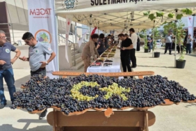Tekirdağ’da üzüm şöleni: Onlarca yeni çeşit tanıtıldı