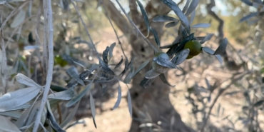 Bursa Beton’un tozu çiftçiyi perişan etti