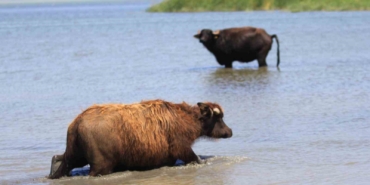 Manda sayısı son 5 yılda yüzde 16 azaldı