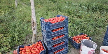 Aroması ve lezzetiyle bilinen Sındırgı domatesi 4 lira