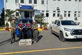 Yeşilbaşlı yaban ördeklerini avda mühre olarak kullanan avcılara 64 bin lira ceza