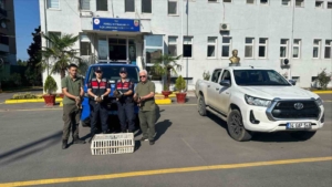 Yeşilbaşlı yaban ördeklerini avda mühre olarak kullanan avcılara 64 bin lira ceza