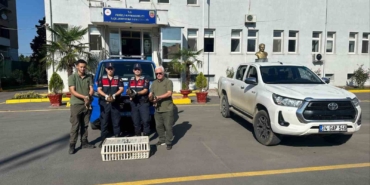 Yeşilbaşlı yaban ördeklerini avda mühre olarak kullanan avcılara 64 bin lira ceza