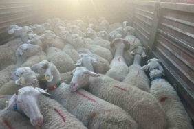 Kırklareli’nde 57 kaçak hayvan yakalandı