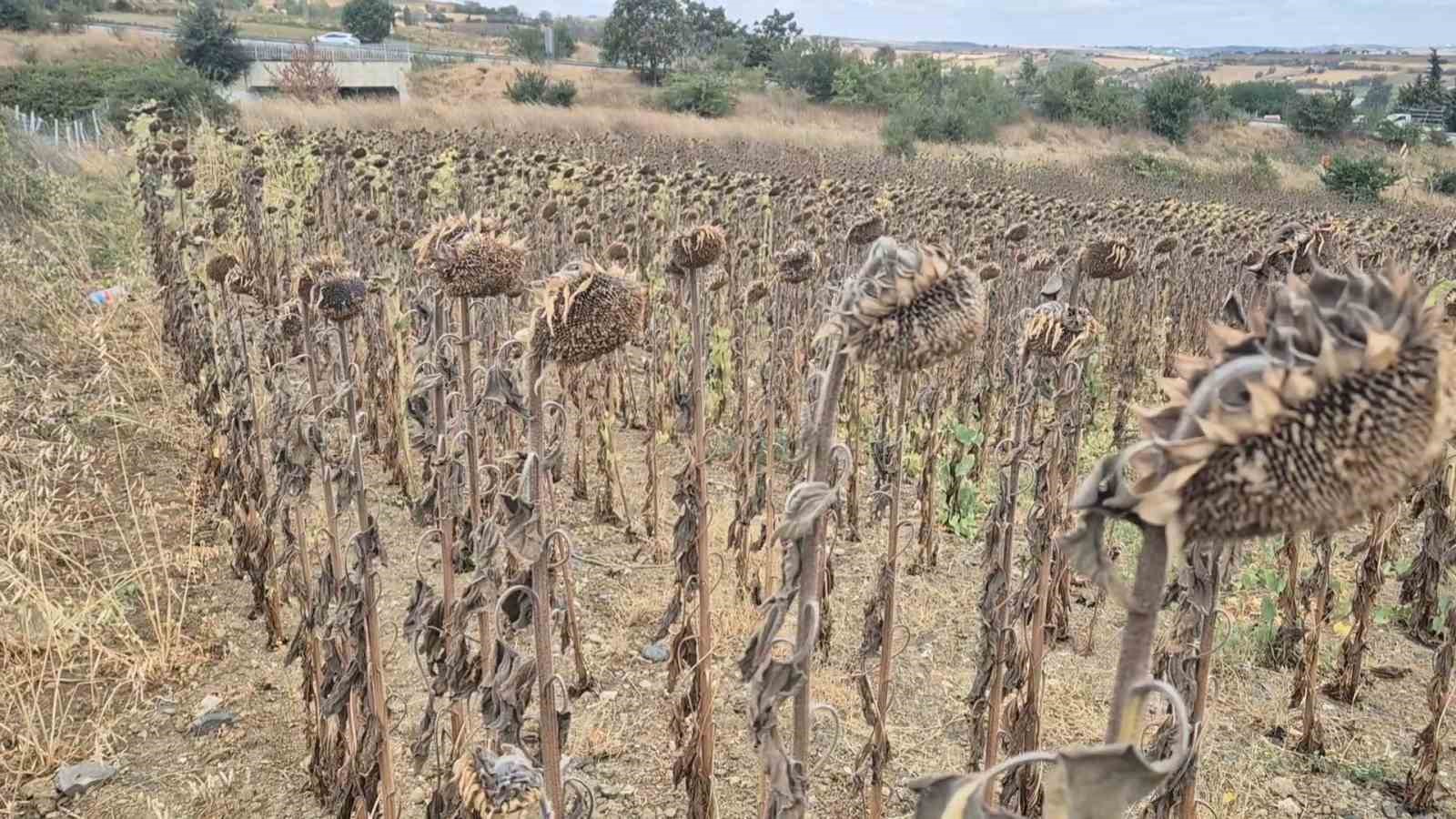 Çiftçi ayçiçeğinden uzaklaşacak