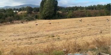 Çocuklar artık okula gidemez oldular