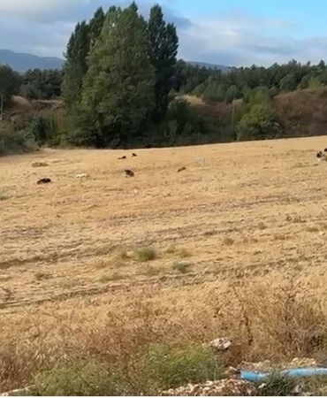 Çocuklar artık okula gidemez oldular