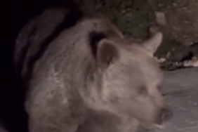 Ayı ailesini arabadan besledi, yavru ayı kaputa yaslandı