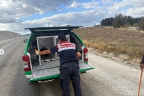 Yaralı atmacaya jandarma sahip çıktı