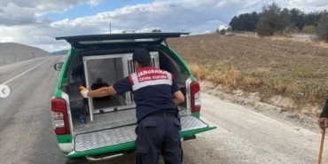 Yaralı atmacaya jandarma sahip çıktı