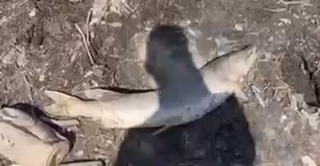 Bursa’da acı tablo, yüzlerce balık kıyıya vurdu