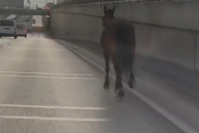 Başıboş at trafikte tehlike saçtı