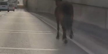 Başıboş at trafikte tehlike saçtı