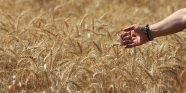 Dünya tahıl üretim tahminlerinde keskin artış