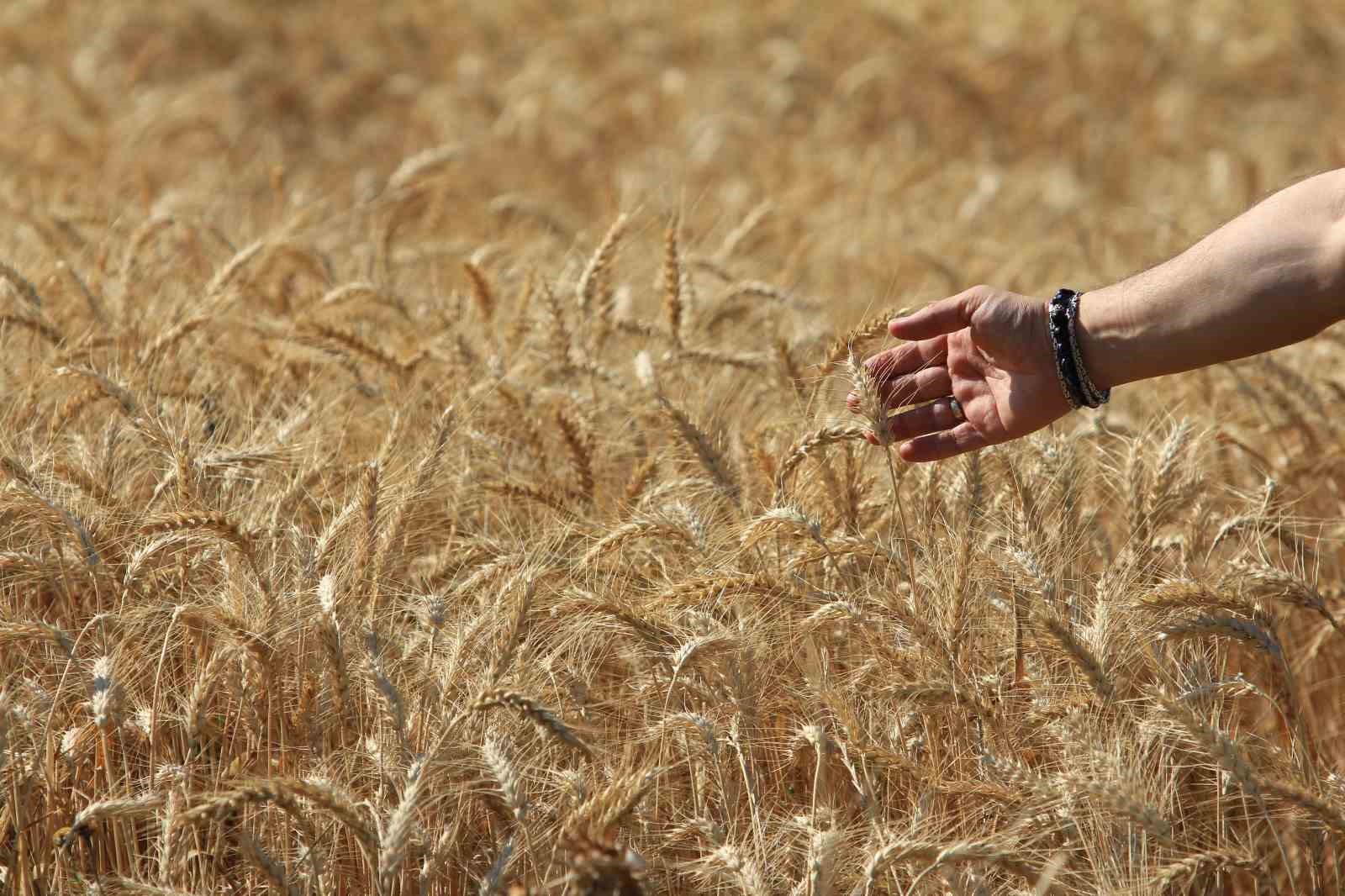 Dünya tahıl üretim tahminlerinde keskin artış