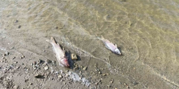 Burcun Göleti’nde balık ölümleri