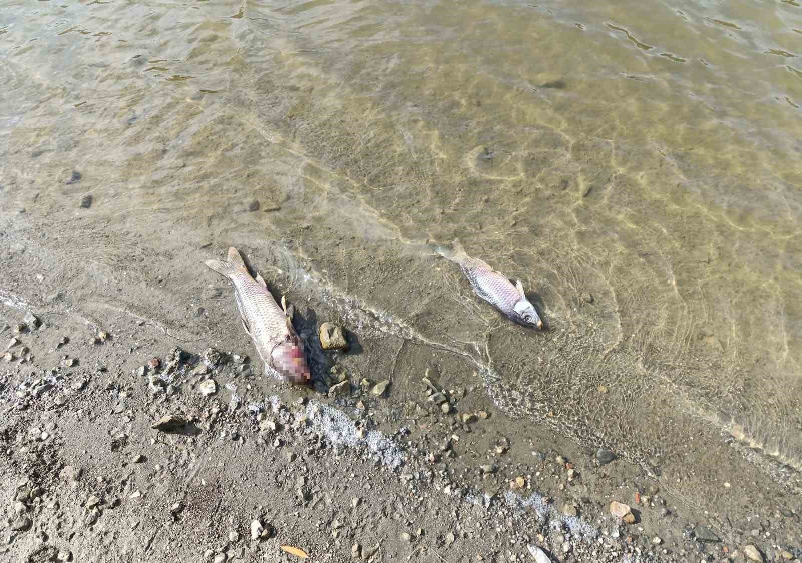 Burcun Göleti’nde balık ölümleri