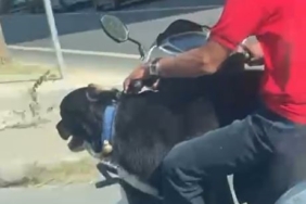 Motosiklet üzerinde köpekle ilerledi: Bakırköy’de tehlikeli yolculuk kamerada