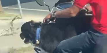 Motosiklet üzerinde köpekle ilerledi: Bakırköy’de tehlikeli yolculuk kamerada