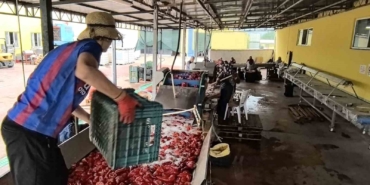 Hollanda’nın biber salçasını İnegöllü kadınlar üretiyor