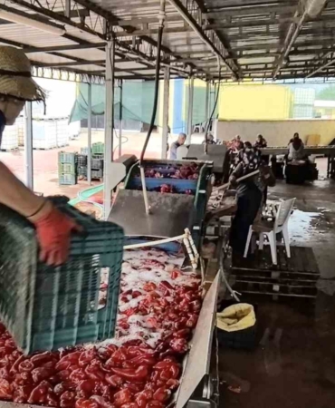 Hollanda’nın biber salçasını İnegöllü kadınlar üretiyor