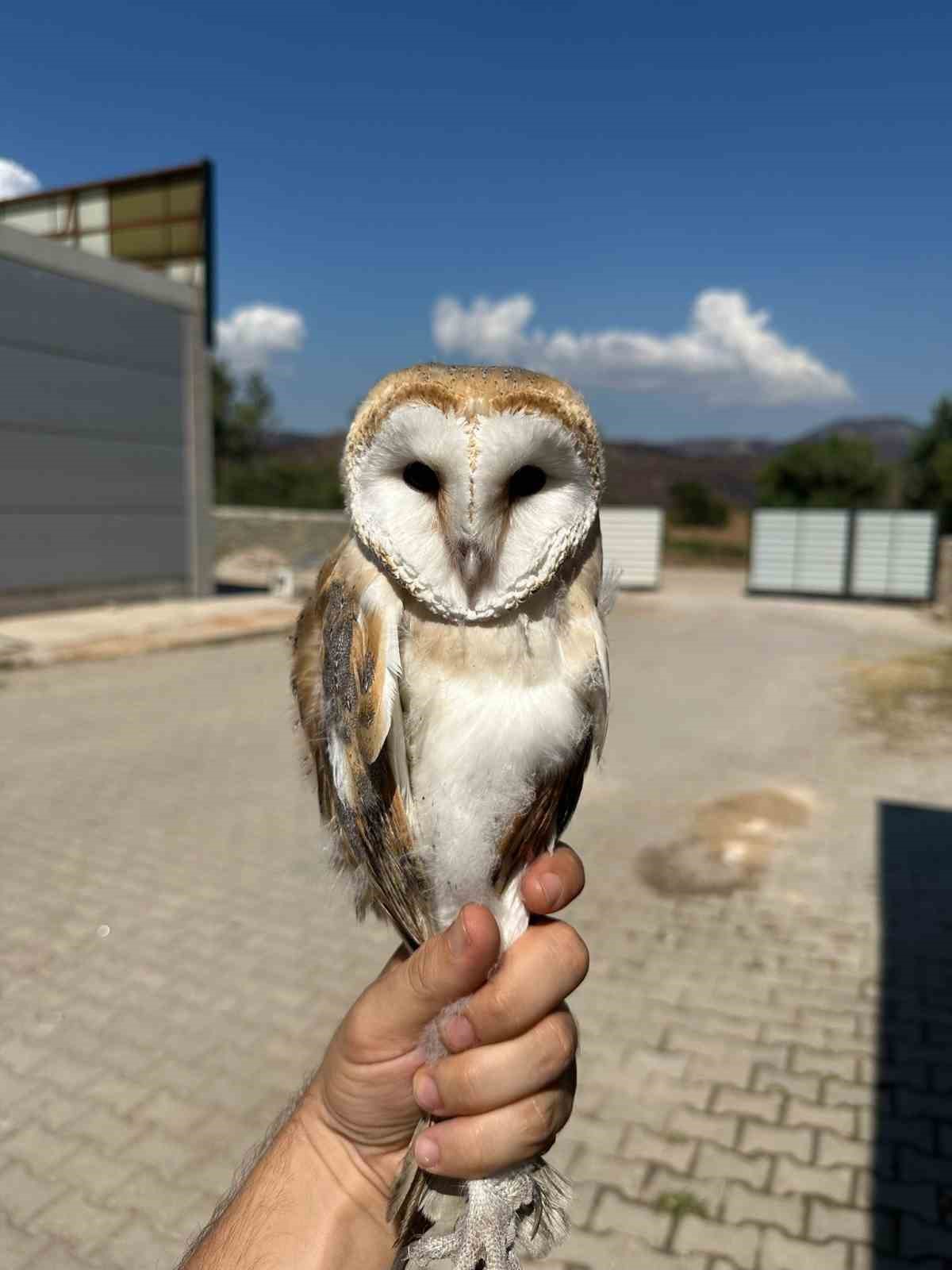 Bilecik’te yaralı halde bulunan peçeli baykuş tedavisinin ardından doğaya bırakıldı