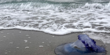 Mavi denizanaları sahile vurdu, görenler şaşırdı