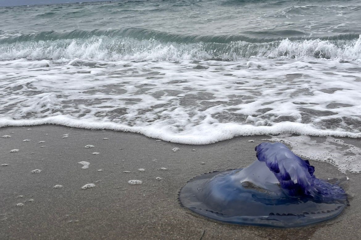 Mavi denizanaları sahile vurdu, görenler şaşırdı