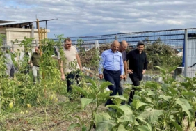 Körfez’de ata tohumlarının ilk hasadı yapıldı