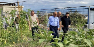 Körfez’de ata tohumlarının ilk hasadı yapıldı