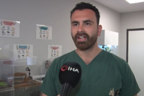 İstanbul’da aşırı meyveden rahatsızlanan 200 kiloluk ayı, tomografi cihazına sokuldu, tedavi edildi