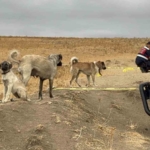 Köpek tartışmasında komşusunu öldüren zanlı tutuklandı