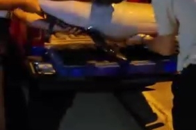 Bursa’da ölü yunus balığı kıyıya vurdu