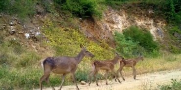 Kızıl geyik ailesi kameralarda