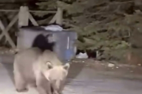 Bursa Uludağ’da koca ayıyı ekmekle beslediler