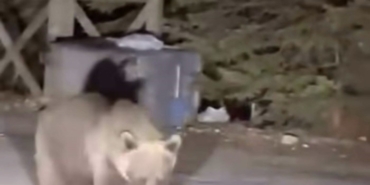 Bursa Uludağ’da koca ayıyı ekmekle beslediler