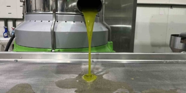 Marmara bölgesinin ilk zeytinyağı sıkımı gerçekleşti