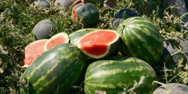 Karpuzun fiyatı 70 kilometrede 30’a katlanıyor