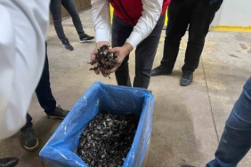 Saray ormanlarından trüf mantarı ihracatı