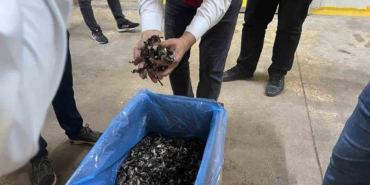 Saray ormanlarından trüf mantarı ihracatı