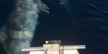 Tekirdağ’da yunusların tekneyle yarışı kamerada