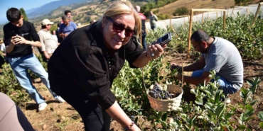 Sındırgı’da Aronya Hasat Şenliği coşkusu