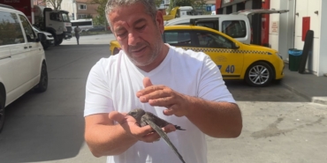 Beyoğlu’nda taksici bitkin halde bulduğu ebabil kuşunu korumaya aldı