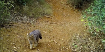 Uludağ’ın zirvesi doğal hayvanat bahçesi