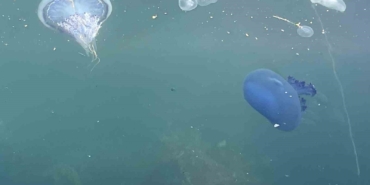 Müsilaj başladı denizanaları öldü