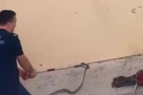 Konut bahçesinde 1,5 metre uzunluğunda yılan görüldü