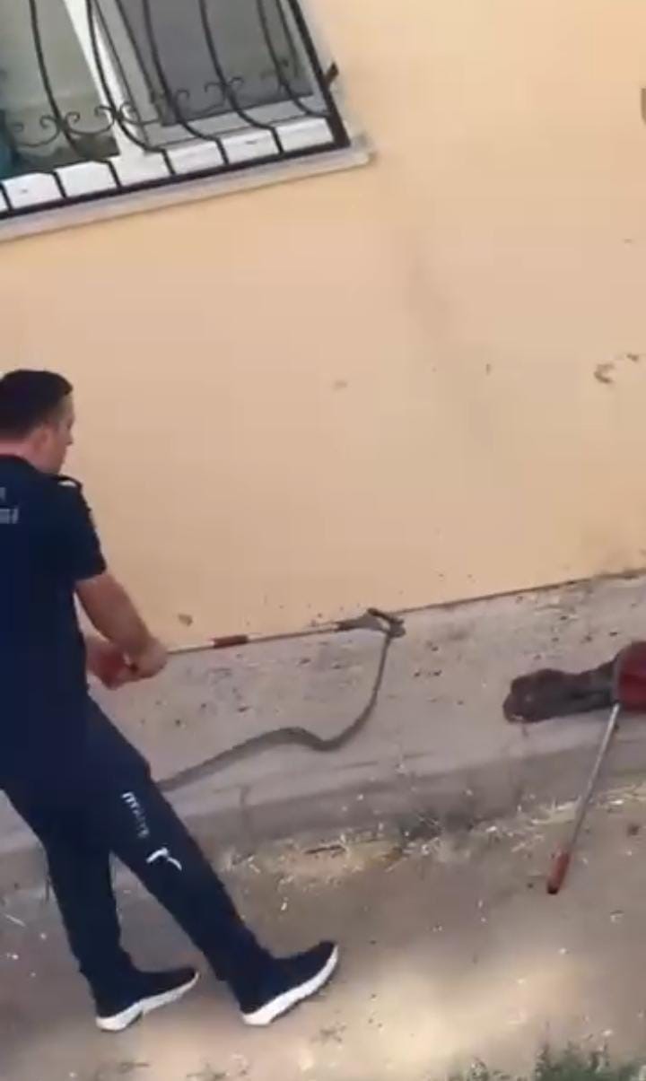 Konut bahçesinde 1,5 metre uzunluğunda yılan görüldü